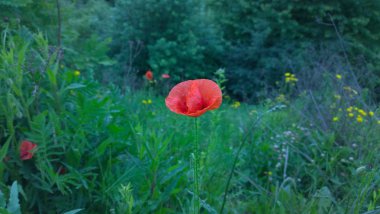 Bahçede kırmızı haşhaşlar. Slovakya