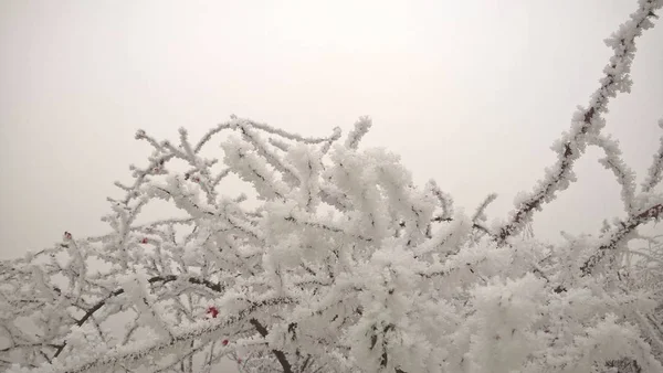 Снежные Ветви Зимнем Лесу — стоковое фото