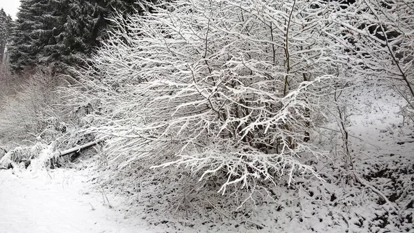 Kış Ormanlarında Karlı Üçlü — Stok fotoğraf