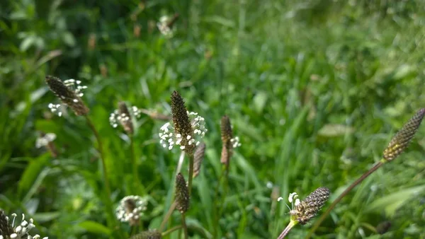 Beyaz yeşil çimen çiçek