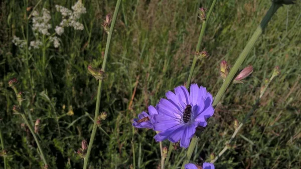 Çayırda güzel kır çiçeği  