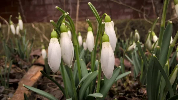 Beautiful Snowdrops Garden Close — Stock Photo, Image