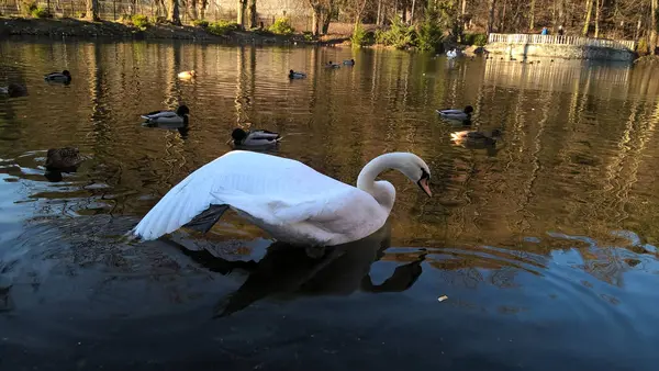 Svan Och Ankor Simmar Parken — Stockfoto