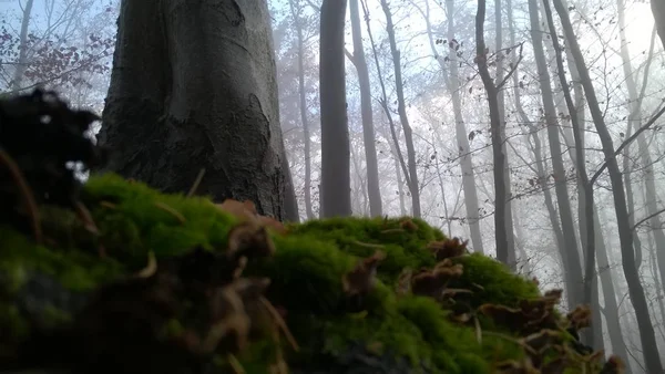 Moos Auf Dem Boden Wald — Stockfoto