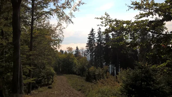 Дорога Солнечном Осеннем Лесу — стоковое фото