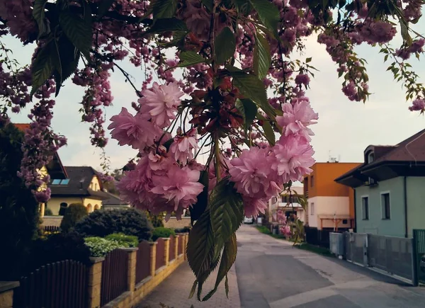 Pink Blossom Flowers Tree — Stock Photo, Image