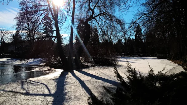 Зимовий Парк Сонячний День — стокове фото