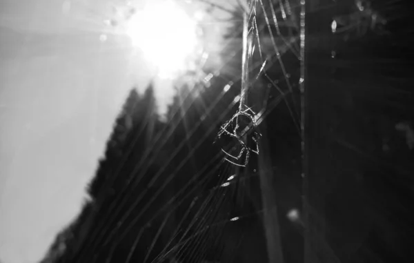 Spinnenweb Het Bos — Stockfoto