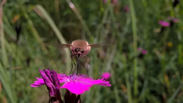 Knospe Auf Der Sommerlichen Wildblume — Stockfoto