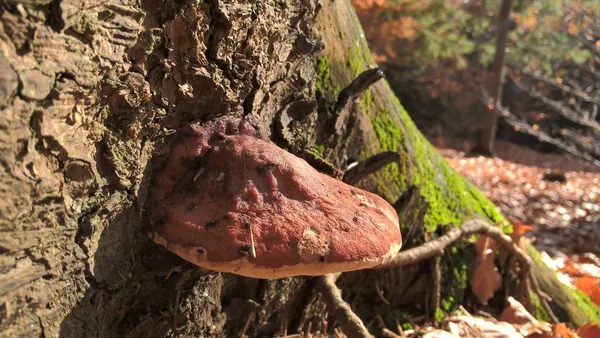 Champignon Sur Grand Arbre Dans Forêt — Photo