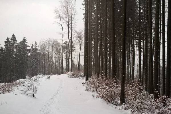 Naturaleza Cubierta Nieve Durante Invierno Profundo Países Bajos — Foto de Stock