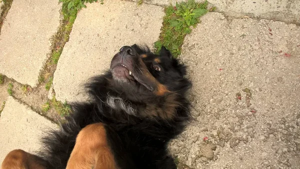 Cane Nero Sdraiato Sulla Strada — Foto Stock