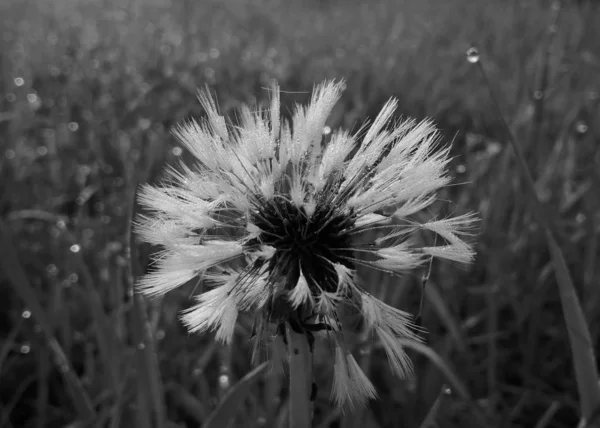 Fiore Sul Prato Vicino All Ora Del Tramonto — Foto Stock