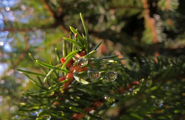 Gocce Acqua Sui Rami Degli Alberi — Foto Stock