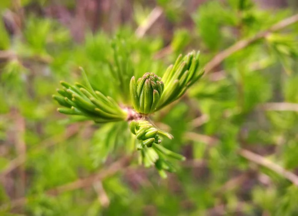 Green Branches Tree Close — Stock Photo, Image