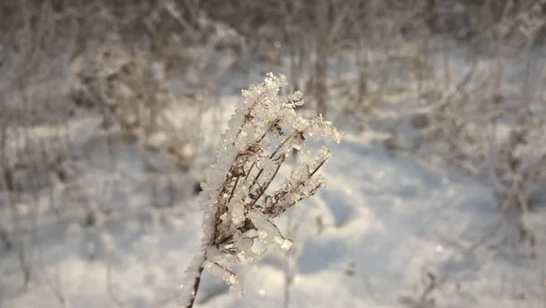 深い冬の間に雪に覆われた自然 スロバキア — ストック写真