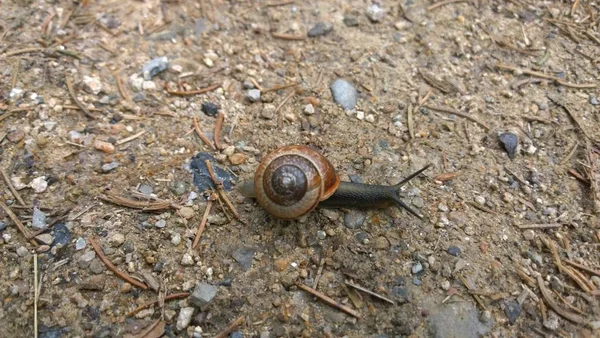 Salyangoz yerde. Yaklaş.