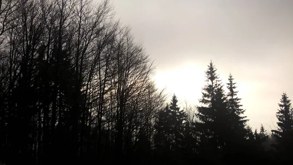 Morgensonne Scheint Durch Bäume Spätherbst — Stockfoto