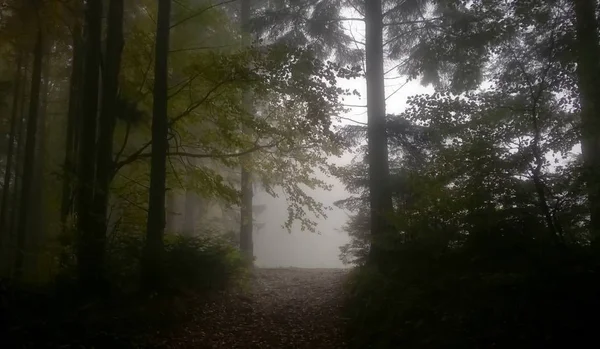 Automne Dans Forêt — Photo