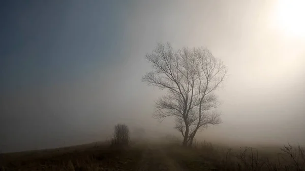 Sol Brillando Sobre Prado Niebla —  Fotos de Stock