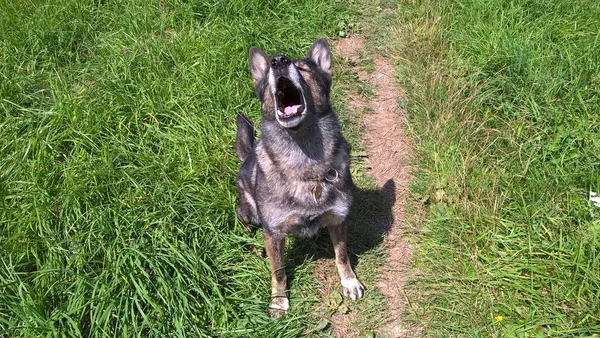 Cane Che Cammina Sul Prato Durante Giorno — Foto Stock