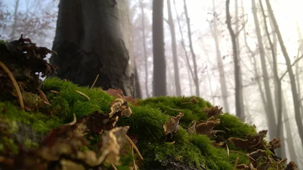 Mousse Sur Sol Dans Forêt — Photo