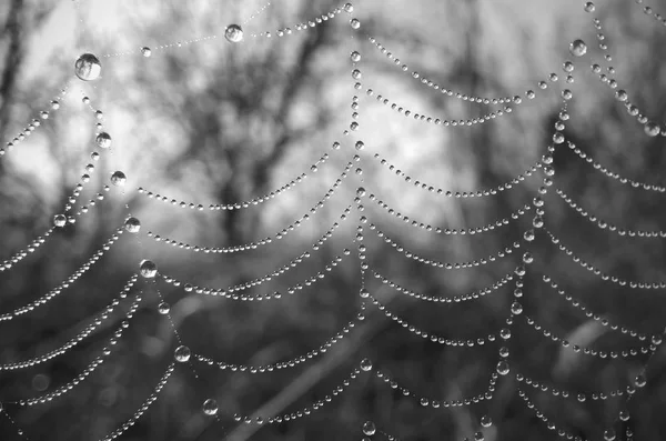 Wet Spider Web Rain — Stock Photo, Image