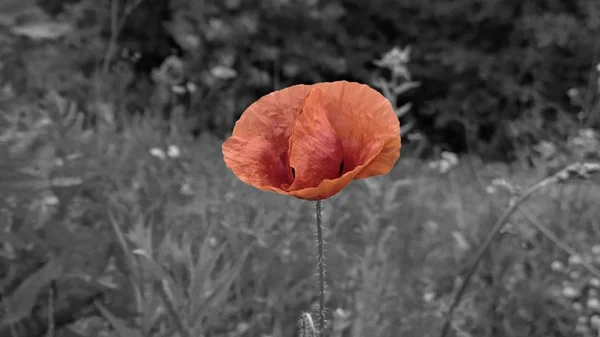 Des Coquelicots Rouges Dans Jardin Slovaquie — Photo