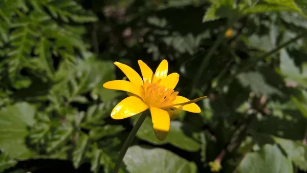 Gul Blomma Med Gröna Blad Skogen — Stockfoto