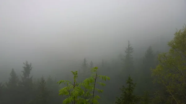 Niebla Bosque Durante Otoño Países Bajos —  Fotos de Stock