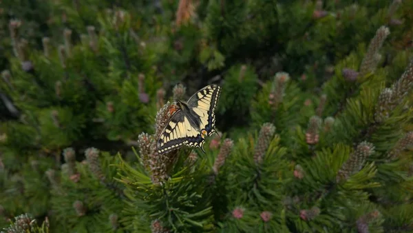 Nahaufnahme Eines Gelben Schmetterlings Der Auf Einer Kiefer Wald Sitzt — Stockfoto