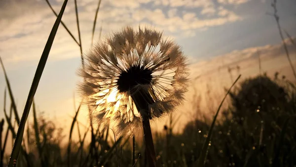 Fleur Sur Prairie Fermer Coucher Soleil — Photo