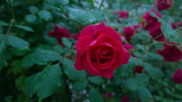 Красные Розовые Цветы Капельками Воды — стоковое фото