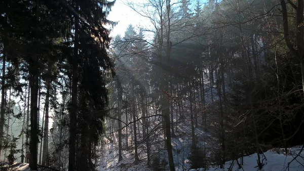 Verschneiter Bergwald Sonnigen Wintertagen — Stockfoto