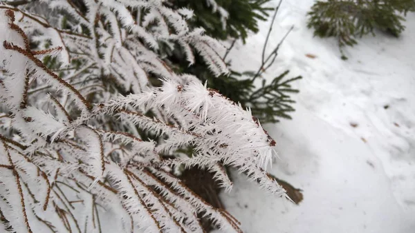 Χιονισμένα Κλαδιά Δέντρων Χειμώνα — Φωτογραφία Αρχείου