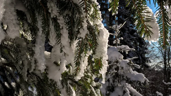 Çam Ağacı Üzerinde Kar — Stok fotoğraf