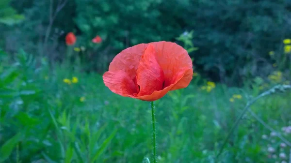 花园里的红罂粟 斯洛伐克 — 图库照片