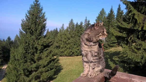 Katt Vilar Trä Balkong Bergen Solig Dag — Stockfoto