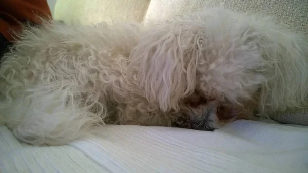 Pies Śpi Białym Łóżku — Zdjęcie stockowe