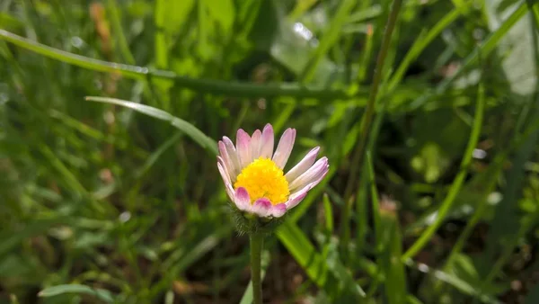 Piękny Kwiat Zielonej Trawie — Zdjęcie stockowe