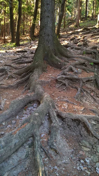 Gündüz vakti ormanda ağaç kökleri