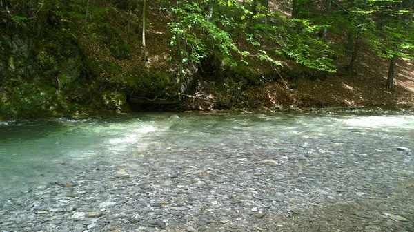 Fiume Nella Foresta Nella Giornata Sole — Foto Stock