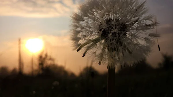 Çayırdaki Çiçek Gün Batımında Kapanıyor — Stok fotoğraf