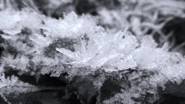 Χειμερινός Κρύσταλλος Φυτού — Φωτογραφία Αρχείου