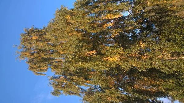 Зелені Дерева Сонячному Лісі — стокове фото