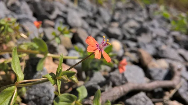 Mooie Zomer Wilde Bloemen — Stockfoto