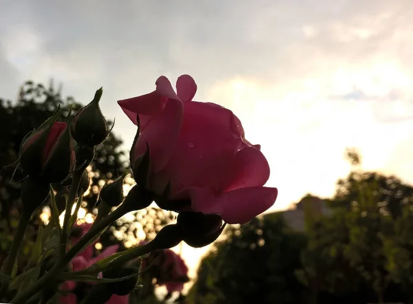 Fleurs Roses Dans Jardin Vert — Photo