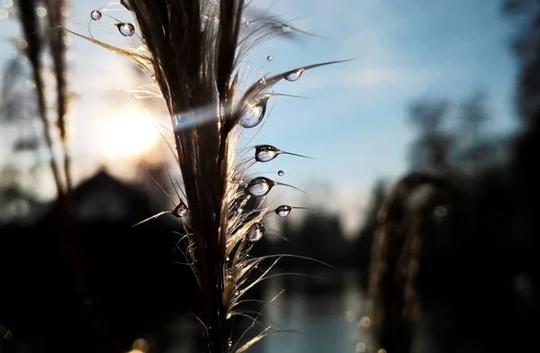 Äste Mit Wassertropfen — Stockfoto