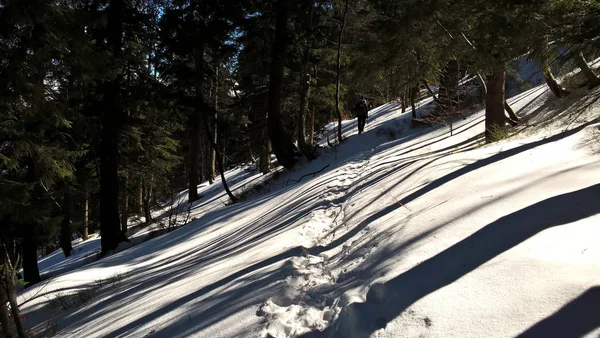 güzel ormanda kış 