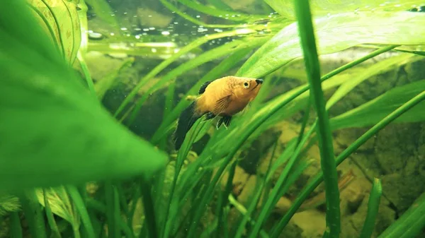 Goldfische Schwimmen Aquarium — Stockfoto